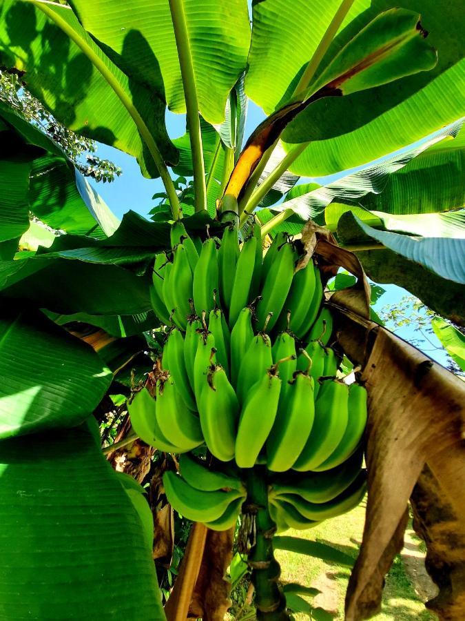La Munequita Lodge 1 - Culture & Nature Experience Palmar Norte 외부 사진